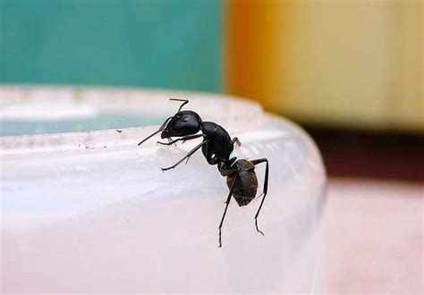 家裡很多螞蟻 生貴子面相
